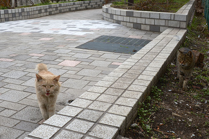 街のねこたち