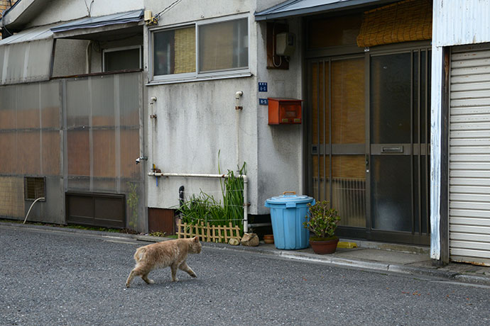 街のねこたち