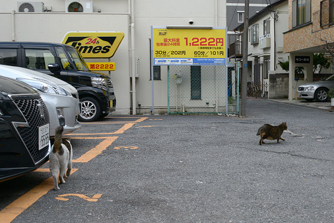 街のねこたち