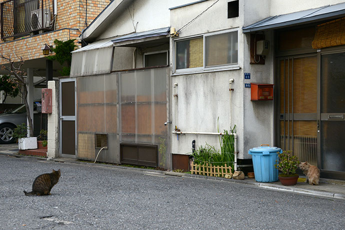街のねこたち