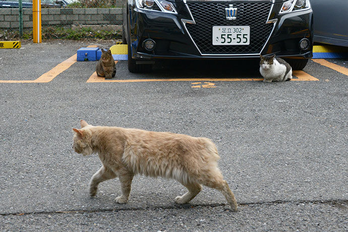 街のねこたち