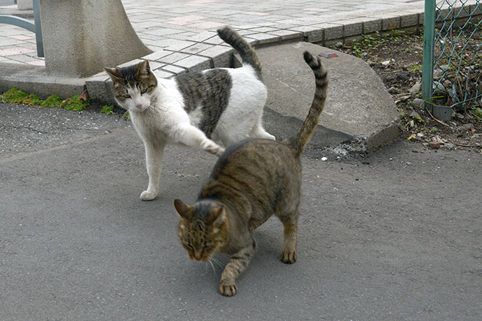 街のねこたち
