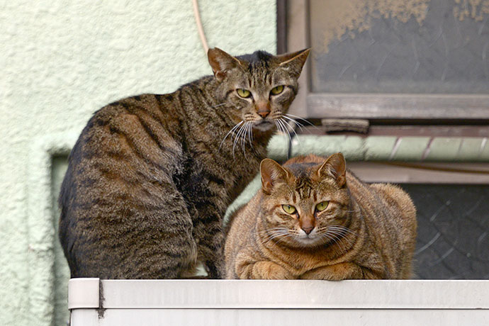 街のねこたち