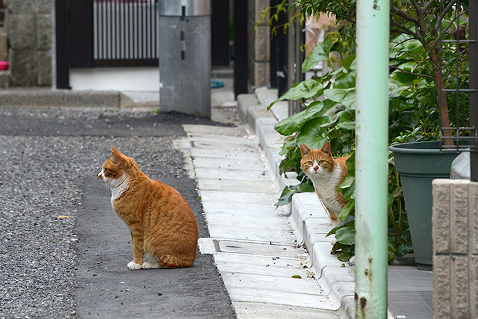 街のねこたち