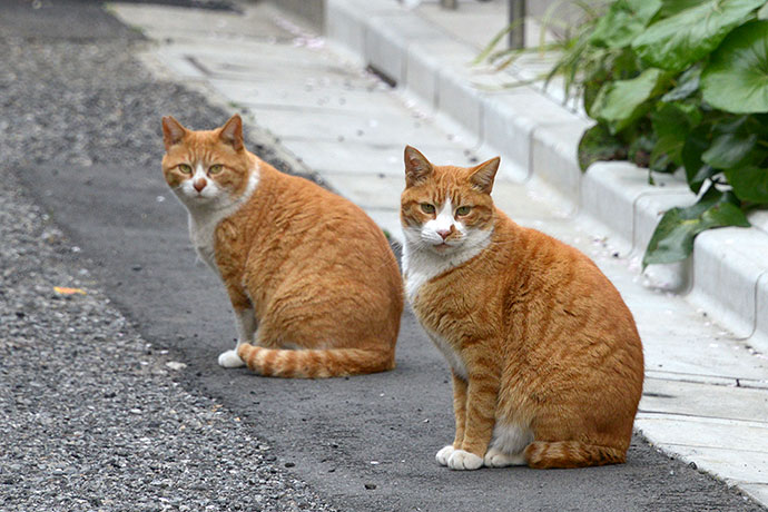 街のねこたち