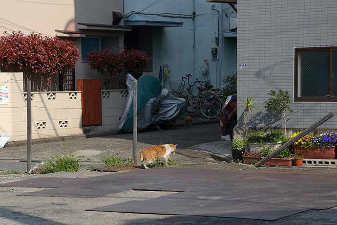 街のねこたち