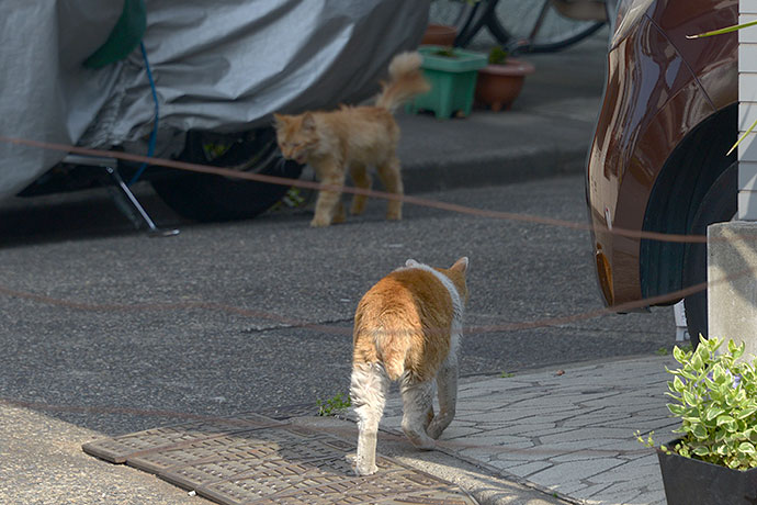 街のねこたち