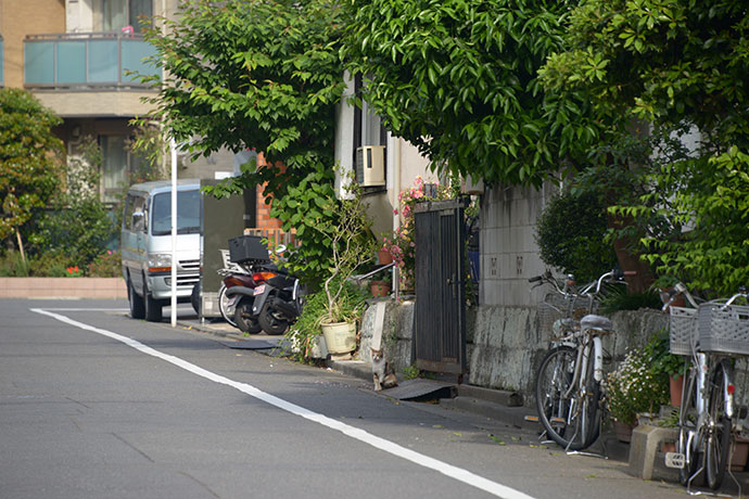 街のねこたち