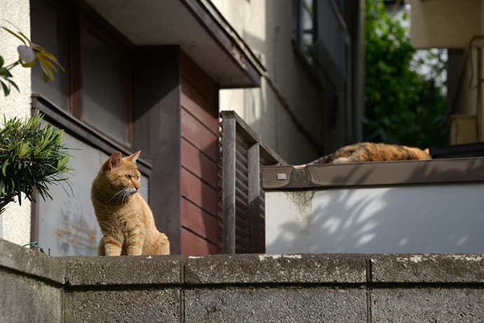 街のねこたち
