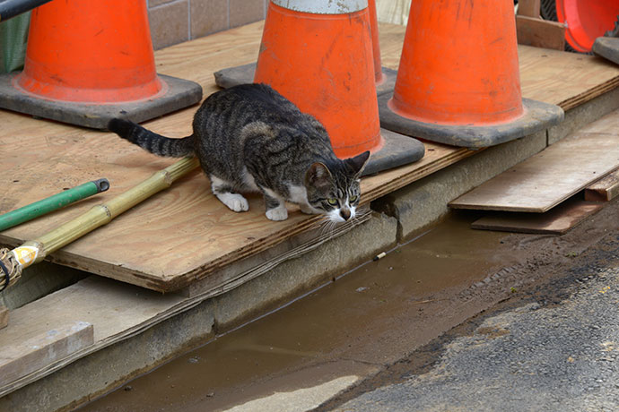 街のねこたち