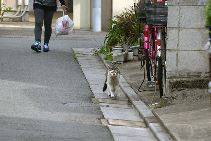 街のねこたち