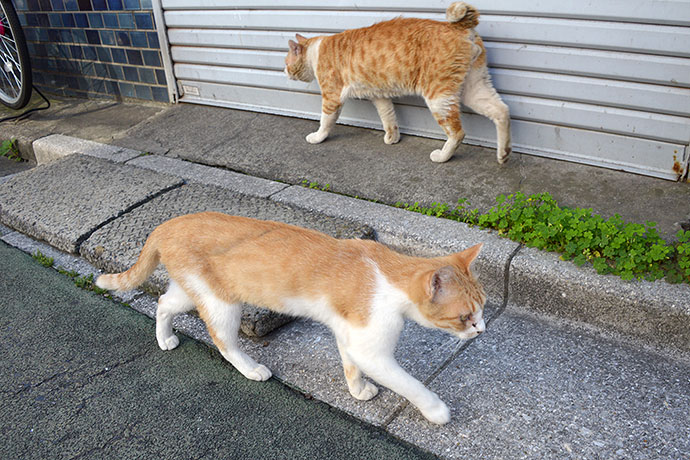 街のねこたち