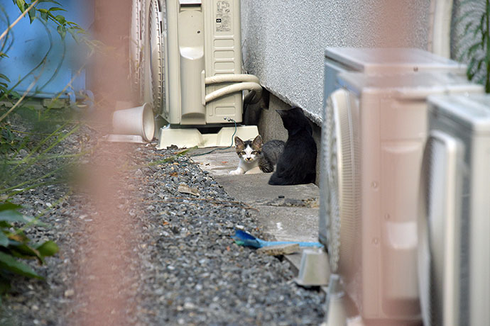 街のねこたち