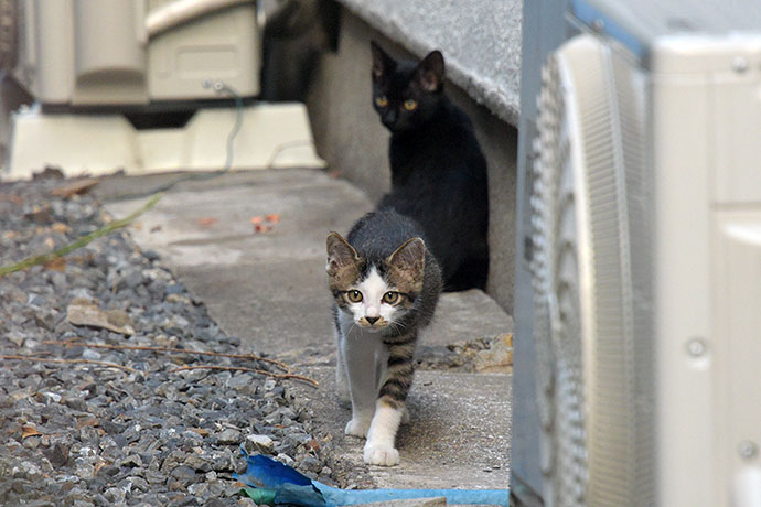 街のねこたち
