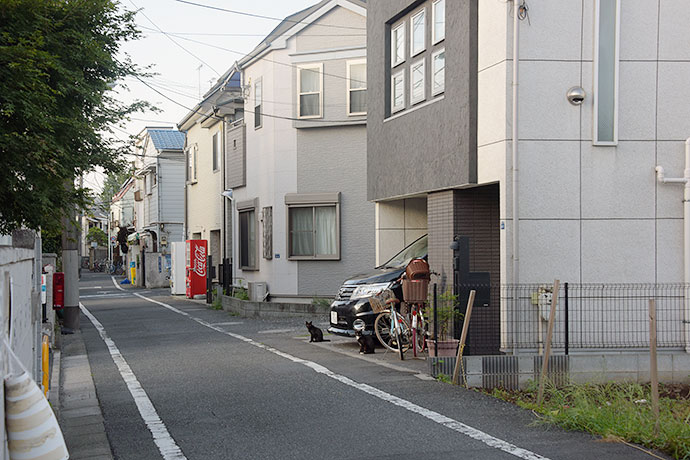 街のねこたち