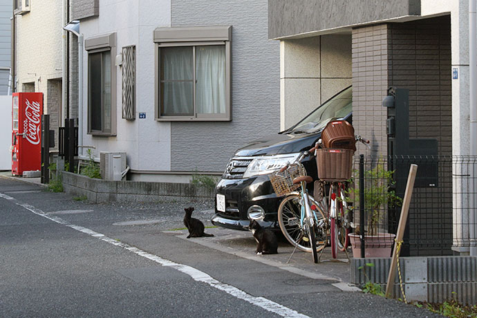 街のねこたち