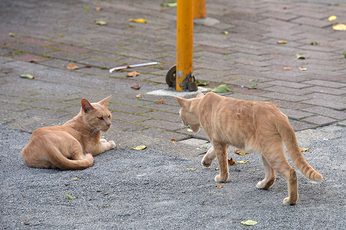 街のねこたち