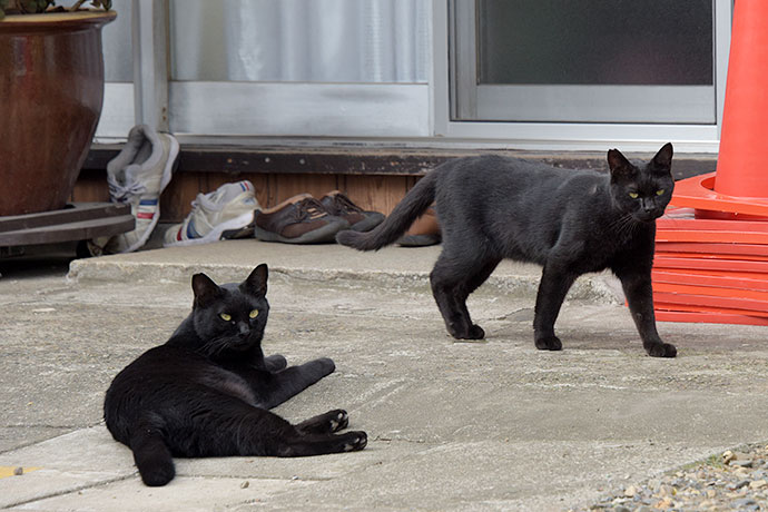 街のねこたち