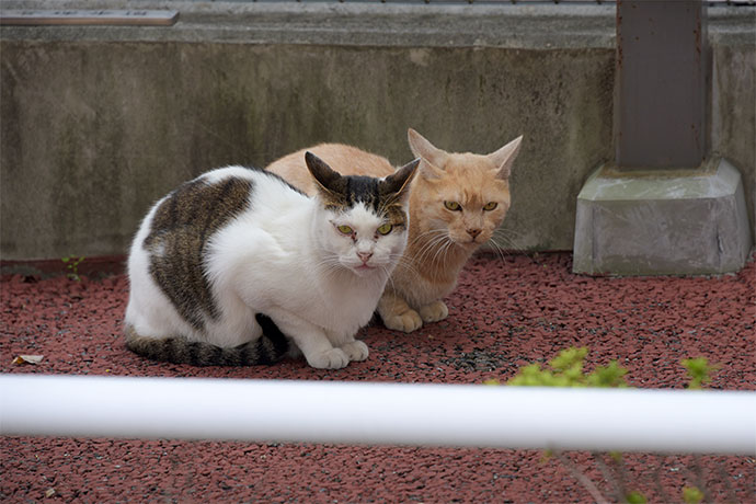 街のねこたち