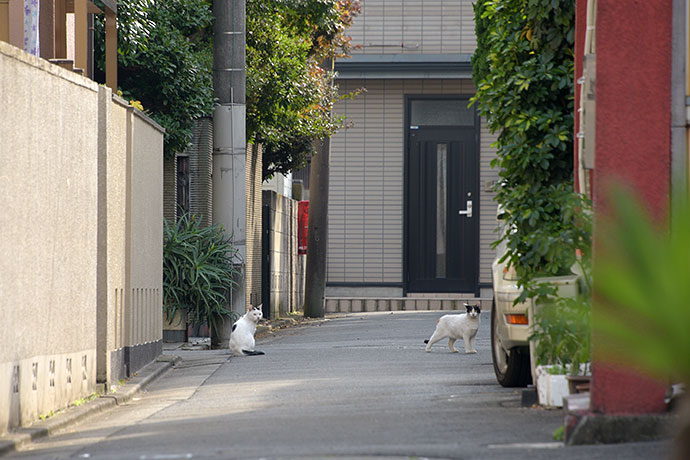 街のねこたち