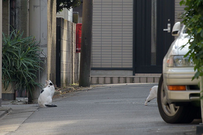 街のねこたち