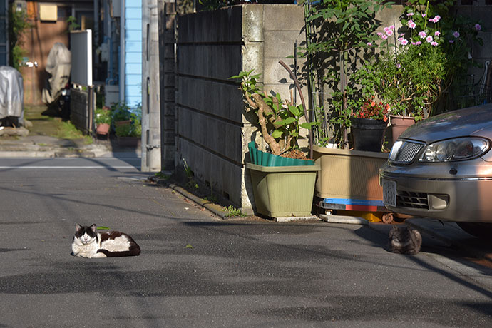 街のねこたち
