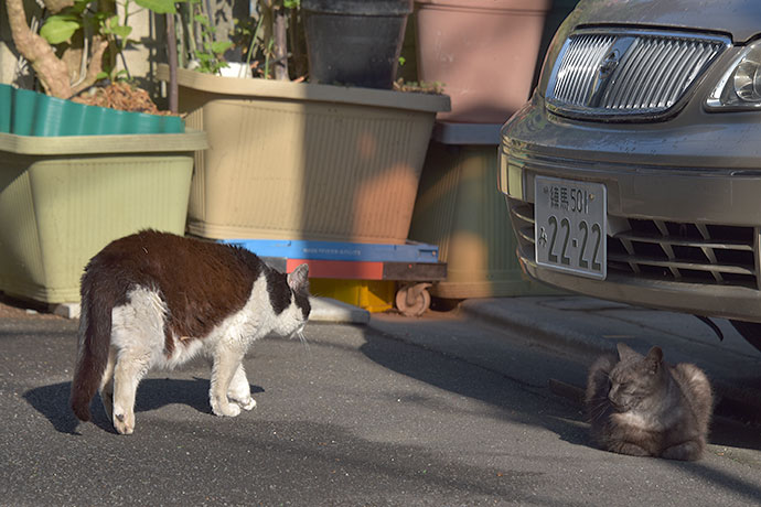 街のねこたち