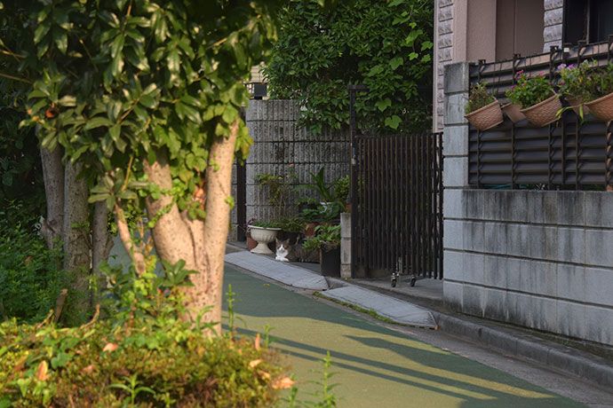 街のねこたち