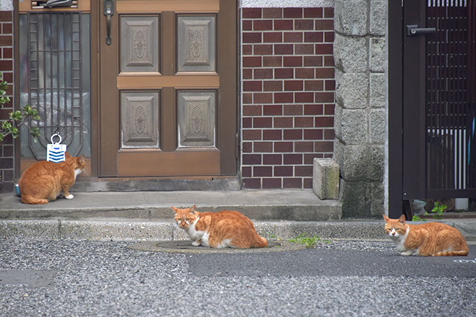 街のねこたち