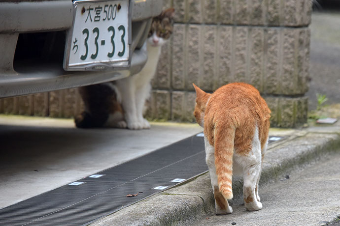 街のねこたち