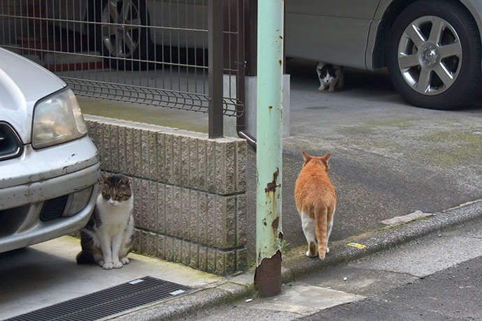 街のねこたち