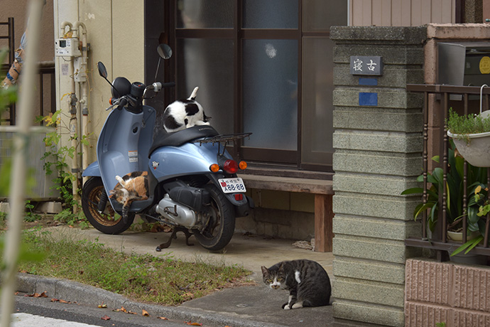 街のねこたち