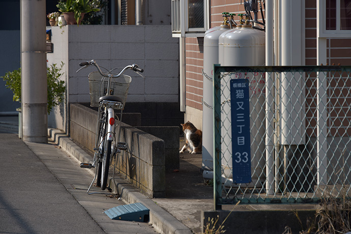 街のねこたち