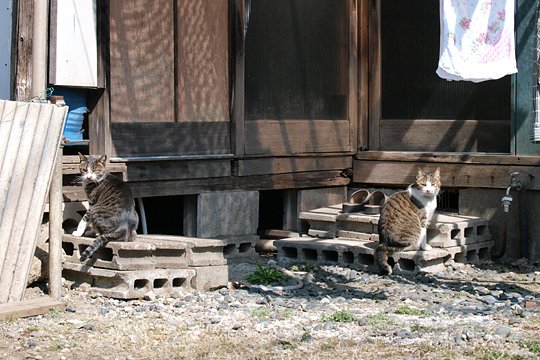 街のねこたち