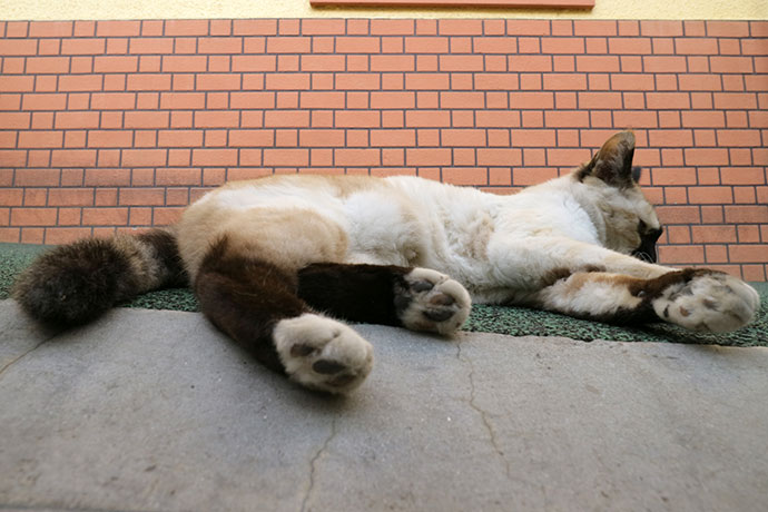 街のねこたち