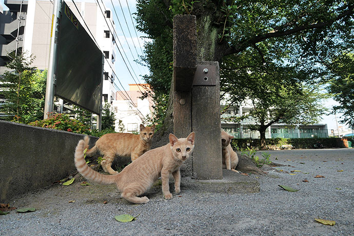 街のねこたち