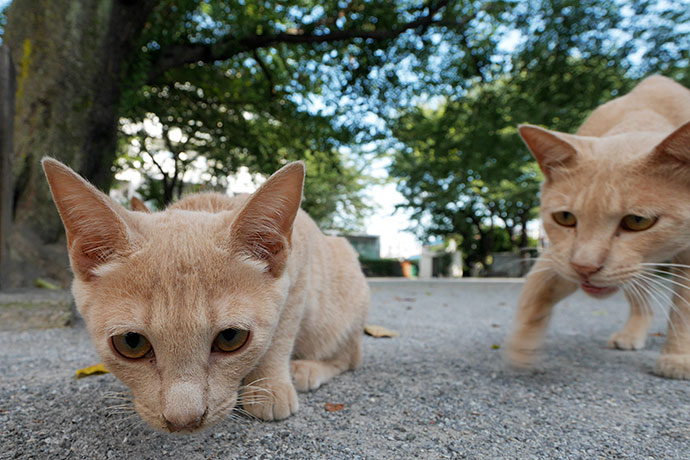 街のねこたち