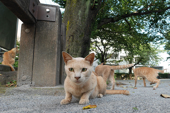 街のねこたち