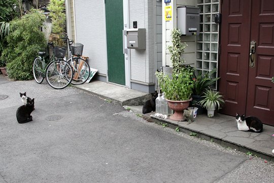 街のねこたち