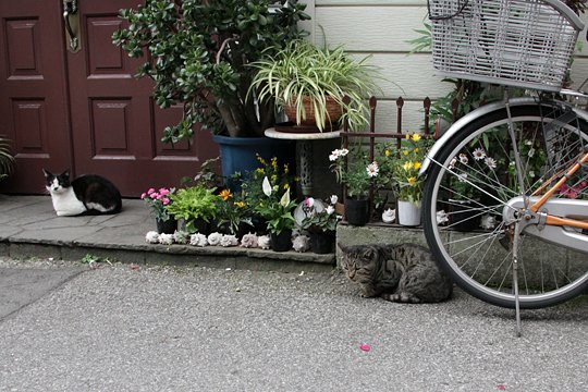 街のねこたち