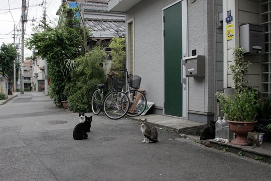 街のねこたち