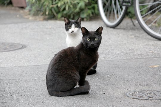 街のねこたち