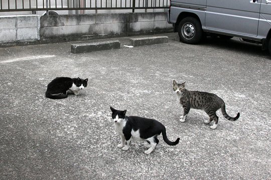 街のねこたち