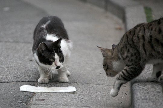 街のねこたち