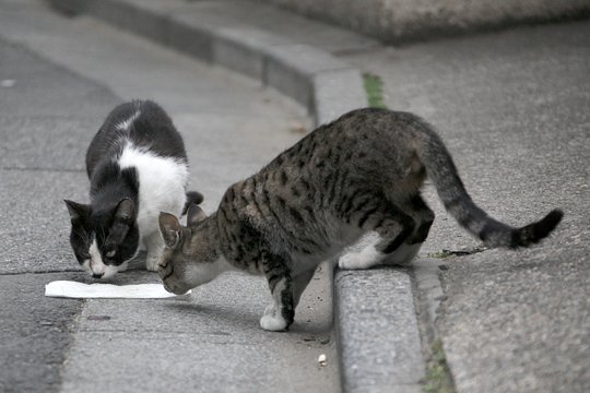 街のねこたち