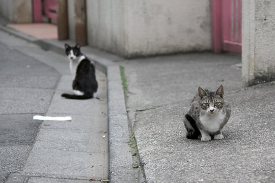 街のねこたち