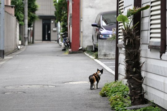 街のねこたち