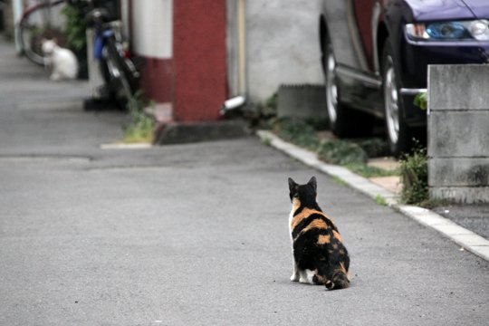 街のねこたち