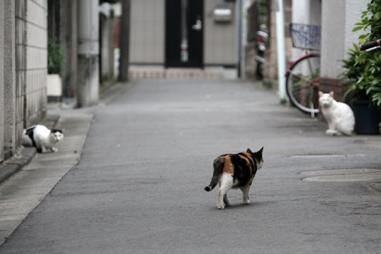 街のねこたち