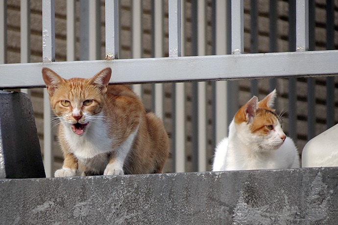 街のねこたち